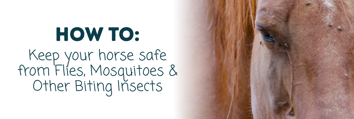 How to Protect Your Horse from Flies, Mosquitoes, Midges & Ticks | The ...